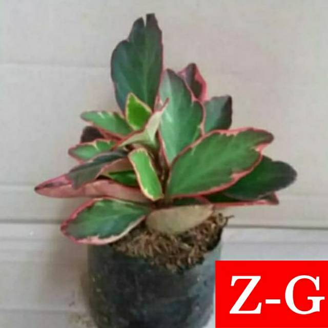 Tanaman Peperomia Daun Merah