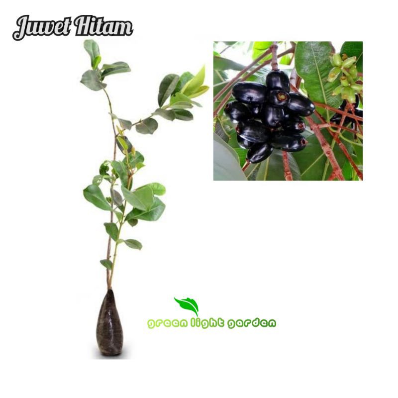 Bibit Buah Juwet Hitam