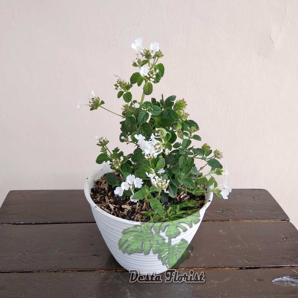 Lantana bunga putih - Lantana bandana white - TANAMAN HIAS