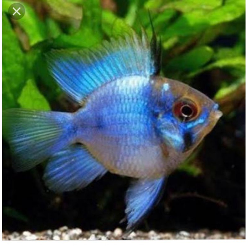 ikan blue elektrik
