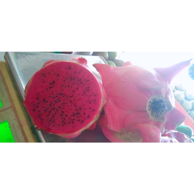 

NAGA MERAH(1kg)