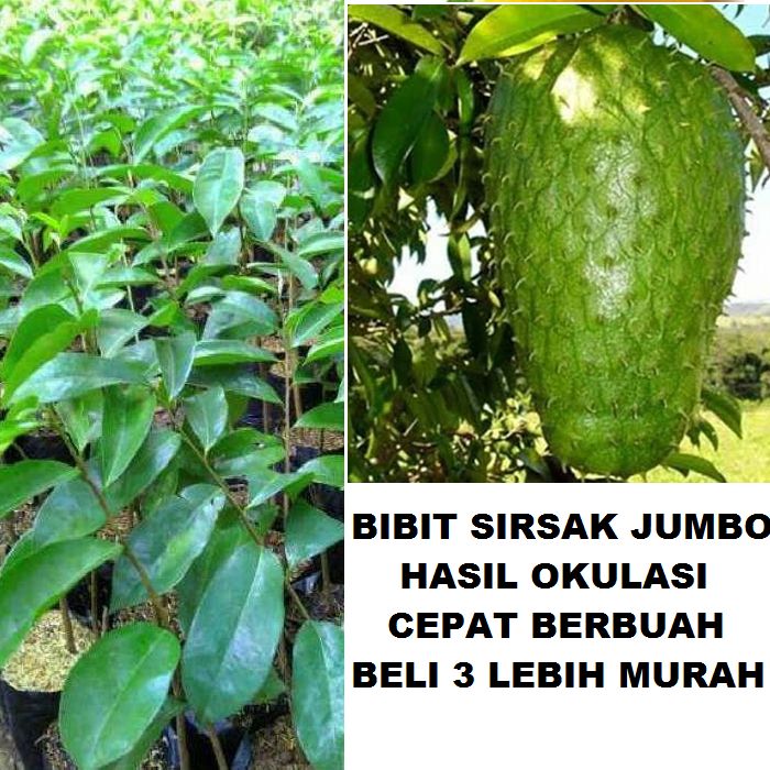 Bibit Tanaman Buah Sirsak jumbo Pohon Sirsak Jumbo Bibit Sirsak Madu