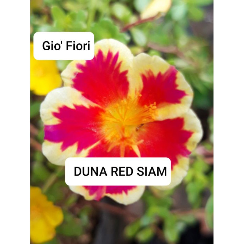 Bunga Krokot / Bunga Kembang Siang / Mossrose Duna Red Siam