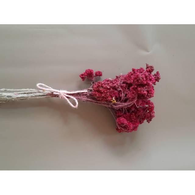 Bunga kering edelweis /bunga Edelweis Pink