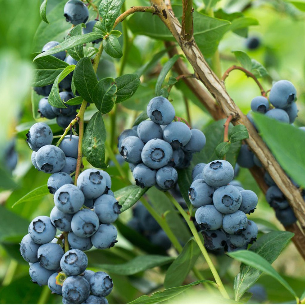 2 Bibit Blueberry Import Benih Buah Blueberry Berkualitas Super Tanaman Blue Berry Premium Unggul