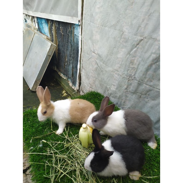 Kelinci Dutch Panda Sepasang