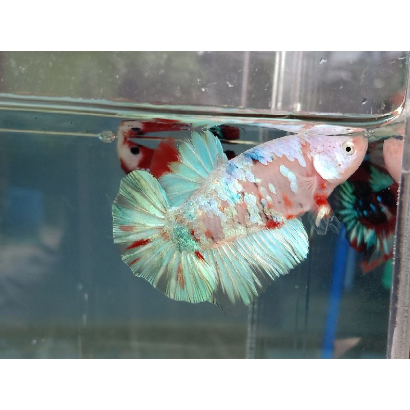 Ikan Cupang/Beta Fish/FCCP