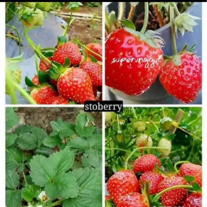 bibit strawberry jumbo california