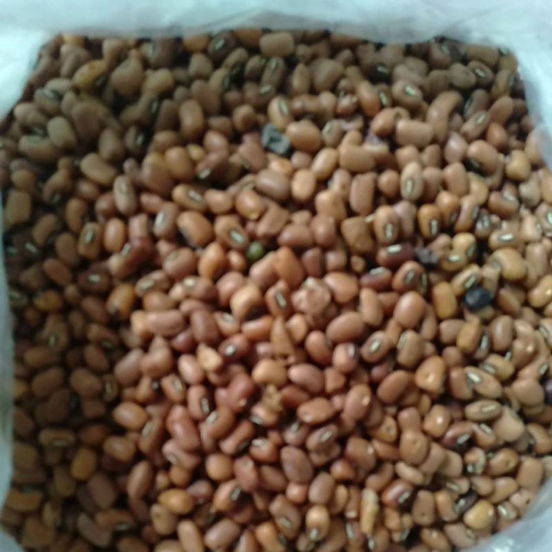 

KACANG TOLO THOLO tunggak dadap kering