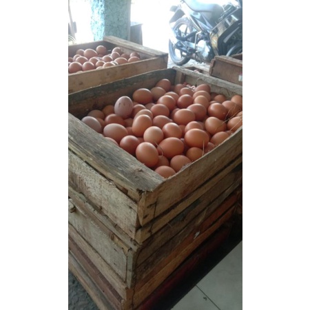 

Telur Coklat Grade A Murah