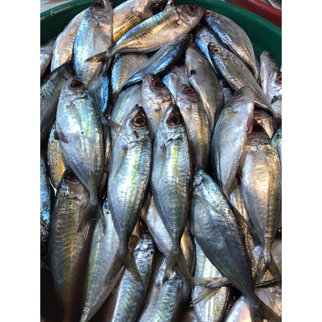 

Ikan kembung/gentong (500 gr)