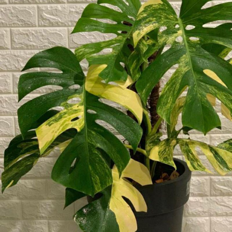 bonggol monstera variegata kuning - tanaman koleksi monstera variegata kuning