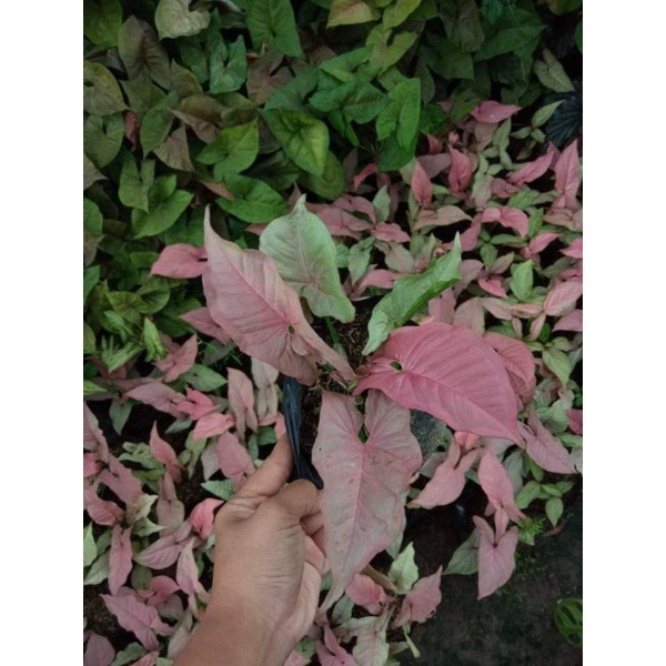 syngonium pink perfection