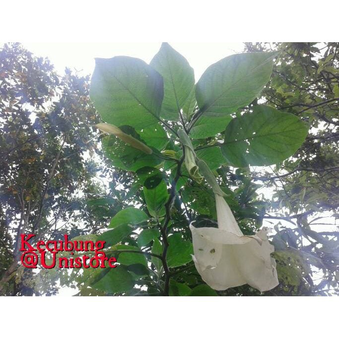 

DAUN KECUBUNG SEGAR DATURA METEL / FASTULOSA ⠀⠀⠀⠀⠀