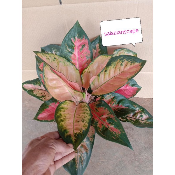 Aglonema Kocin Paramuay Indukan Kocin paramuay Lokal