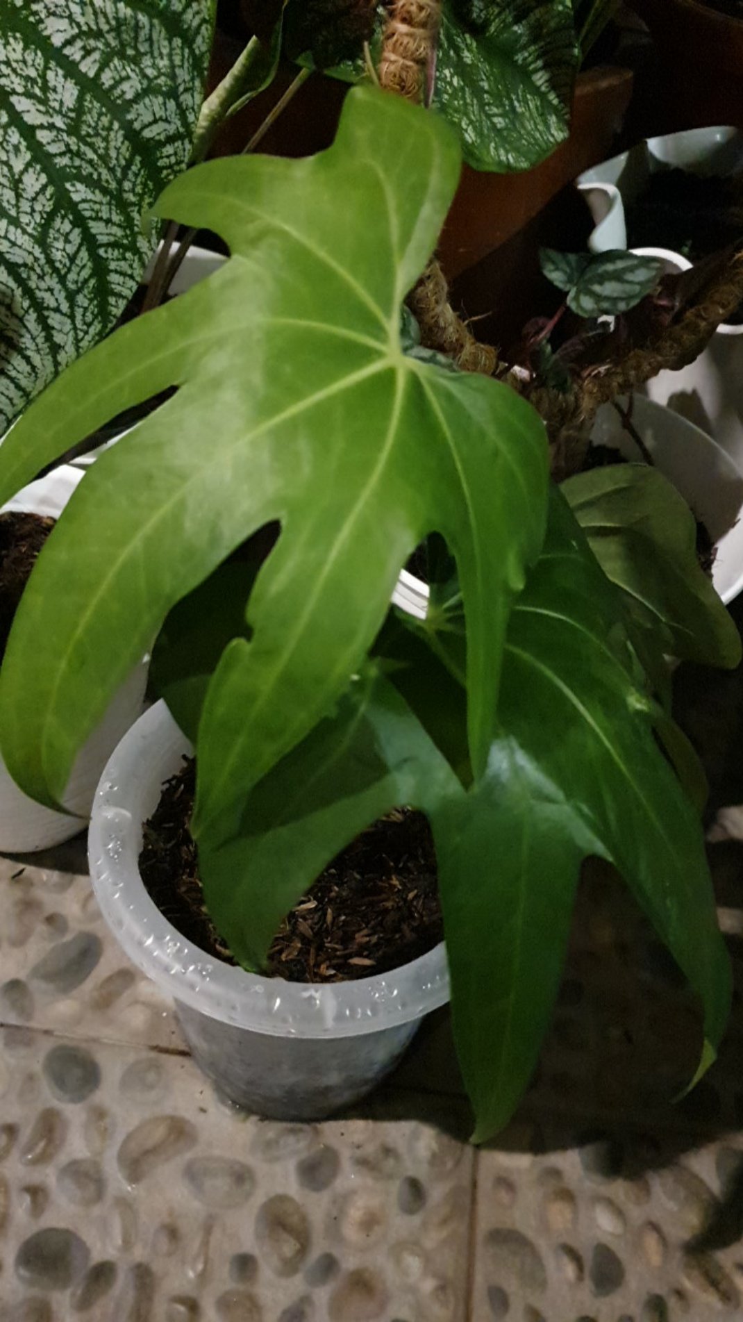 Anthurium Jari