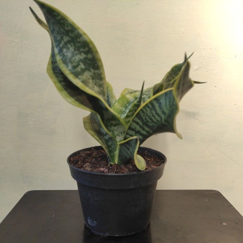 Sansivera Twister