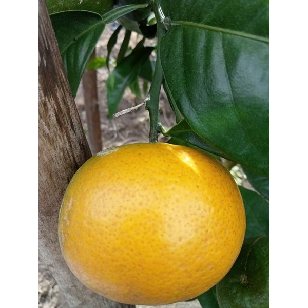 

Jeruk Gerga / Madu Kerinci