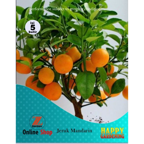 5butir bibit biji benih tanaman Buah Jeruk Mandarin