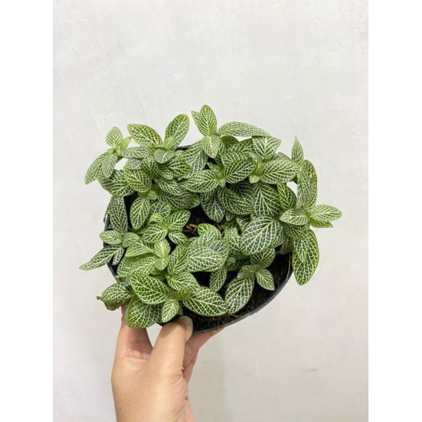 FITONIA DAUN MINI POT 18cm FULL