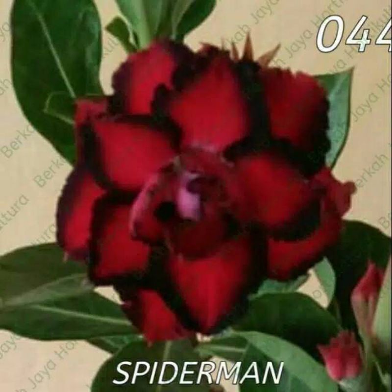 Tanaman hias adenium bunga tumpuk Aurora—adenium bunga tumpuk