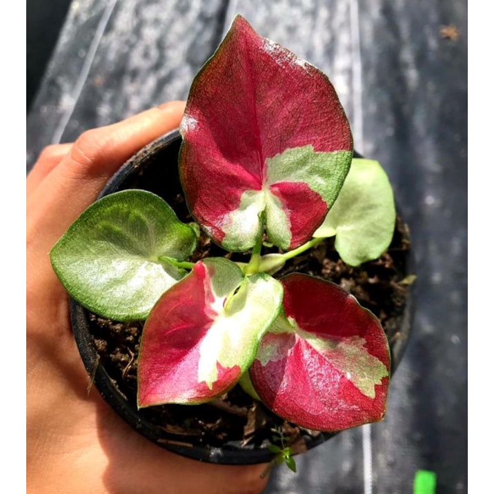 Keladi Cat Tumpah Keladi Shycol / Tanaman hias bunga caladium anakan keladi cat tumpah murah BUKAN B