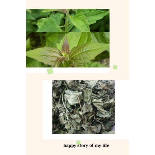 

daun balakacida kering 200gram