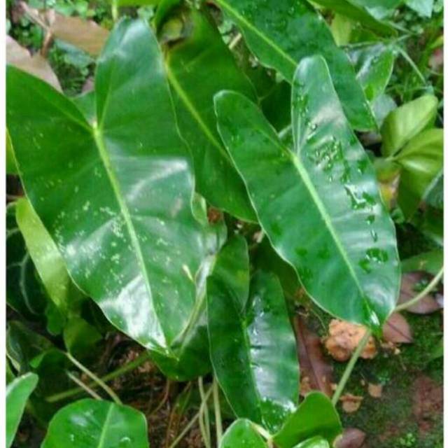 Tanaman hias philodendrom brekele / tanaman philo brekele