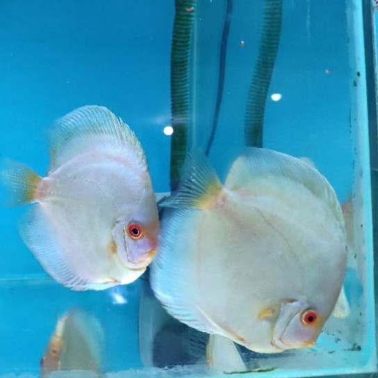 Discus Blue Diamond 4 inch