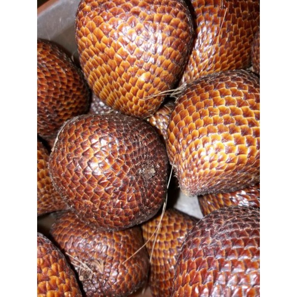 

Area Medan// MoMo SALAK PONDOH// 1 Kg (9 -11) 20000