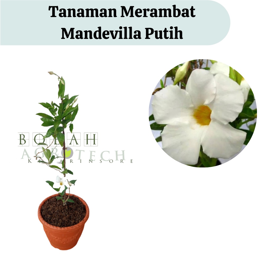 Tanaman Hias Impor Mandevilla Putih