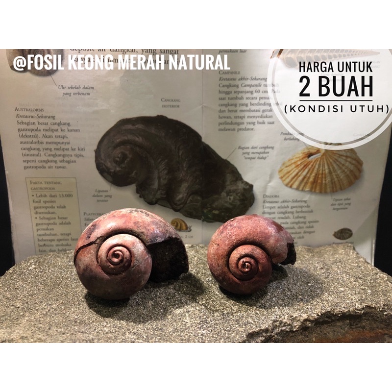 Fosil Keong Merah Natural B84 atau Fosil Kerang Alam atau Fossil
