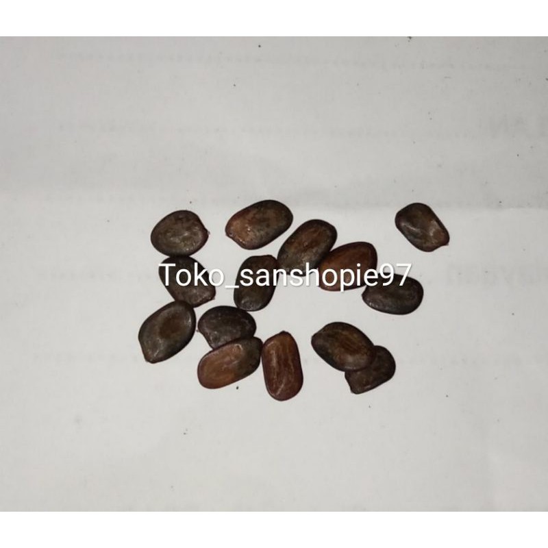 Bibit kaliandra merah 100 biji