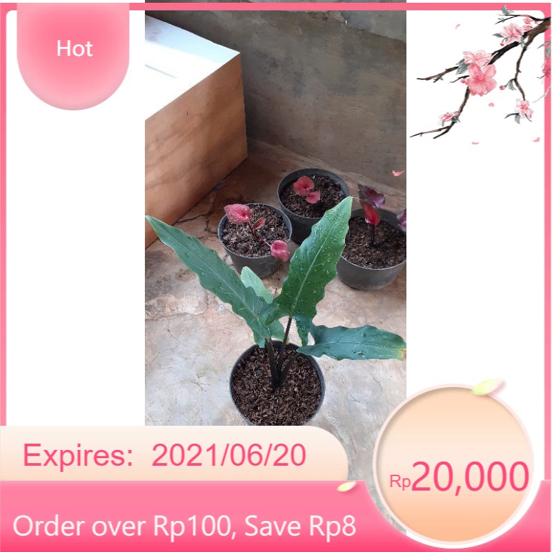 alocasia keris papua