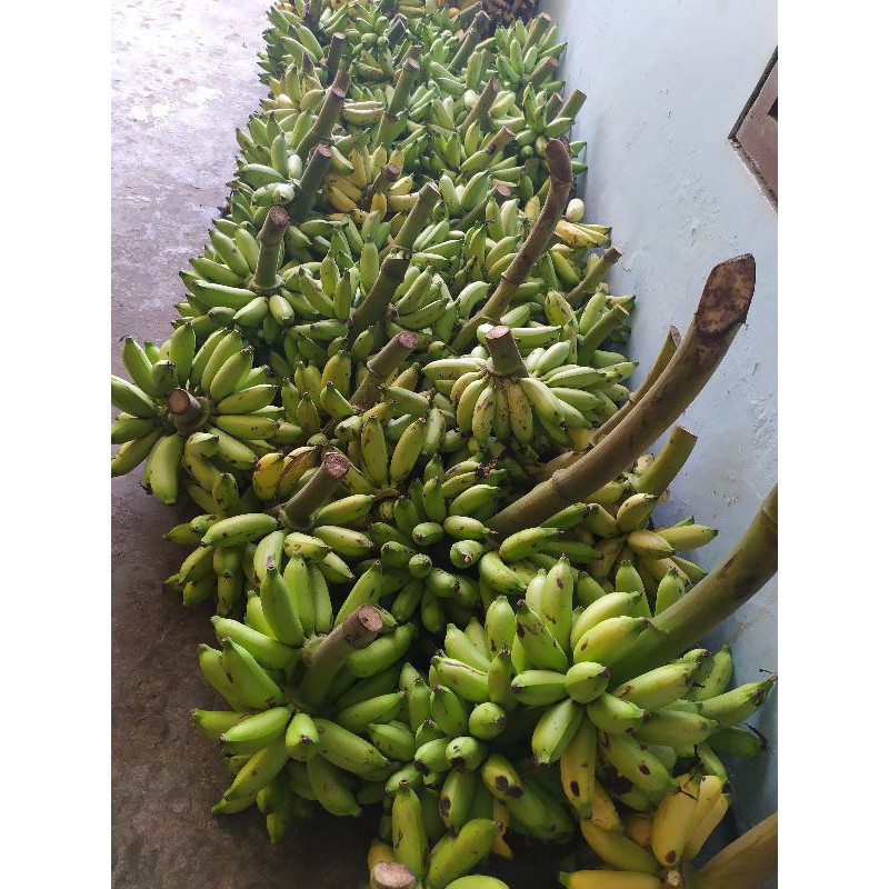 

sale pisang barlin