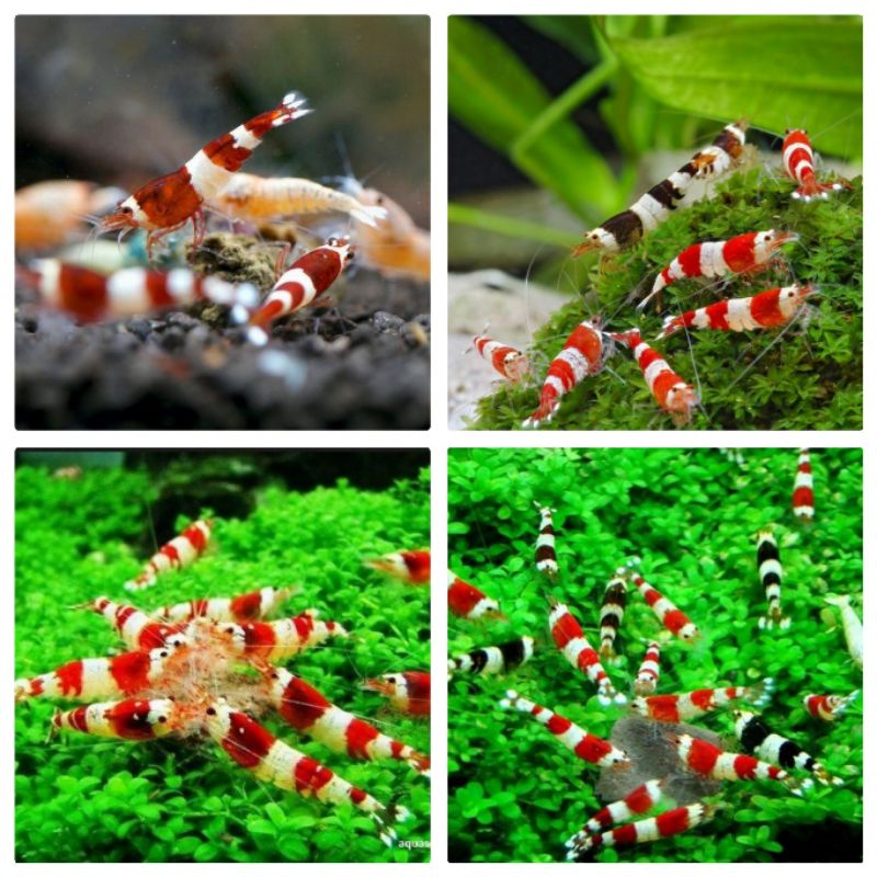 udang hias reed bee/udang hias aquascape/hiasan aquarium