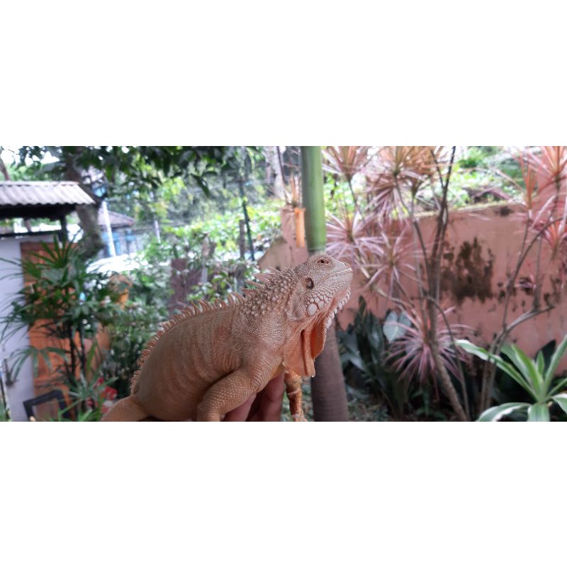 Iguana PH red albino jantan indukan