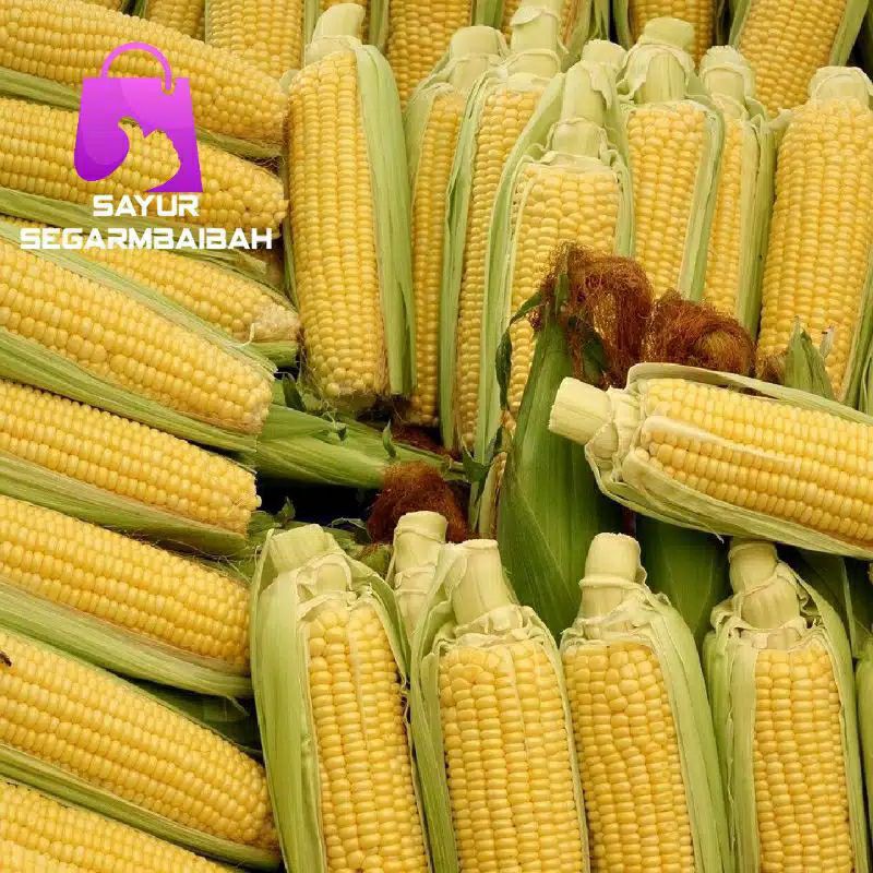 

jagung manis 2pcs