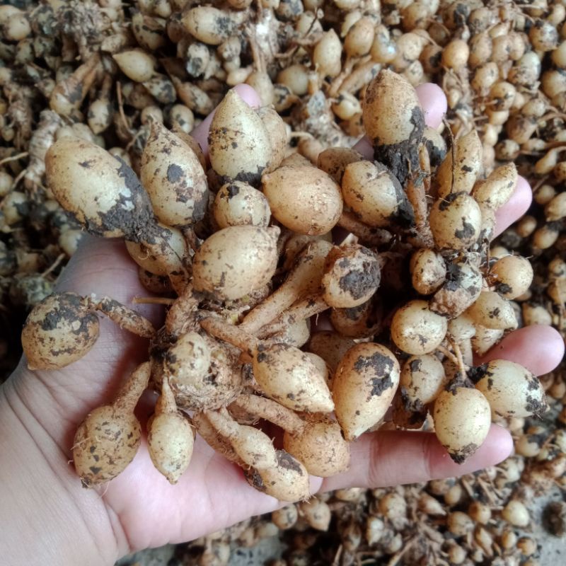

Kunyit putih gombyok 1kg/ kunci pepet/ kunir putih