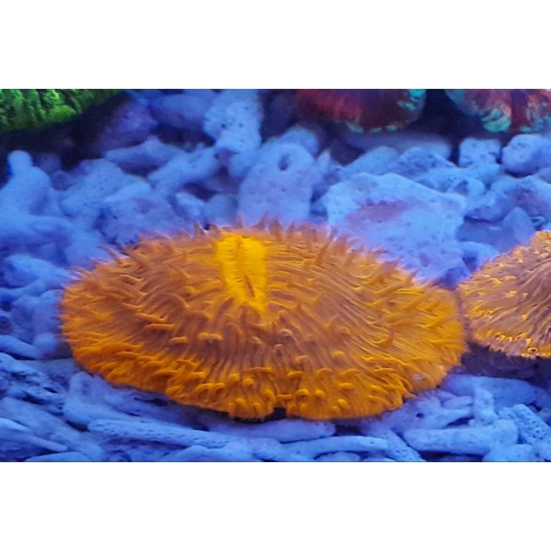 Piring Gundul Kuning