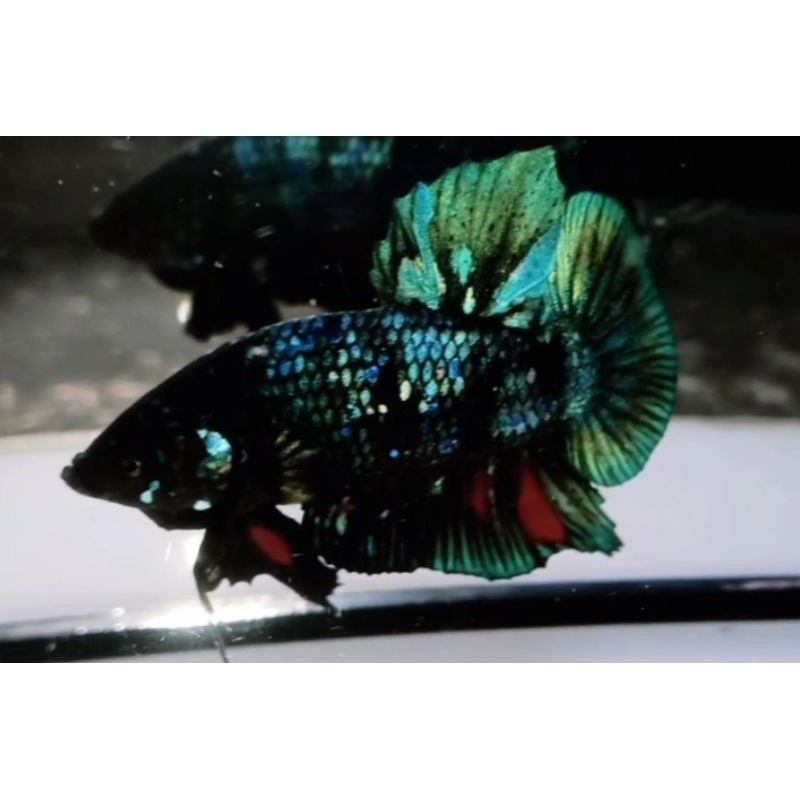 ikan cupang avatar gordon