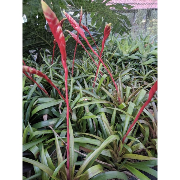 Tanaman hias bromelia hijau bunga merah