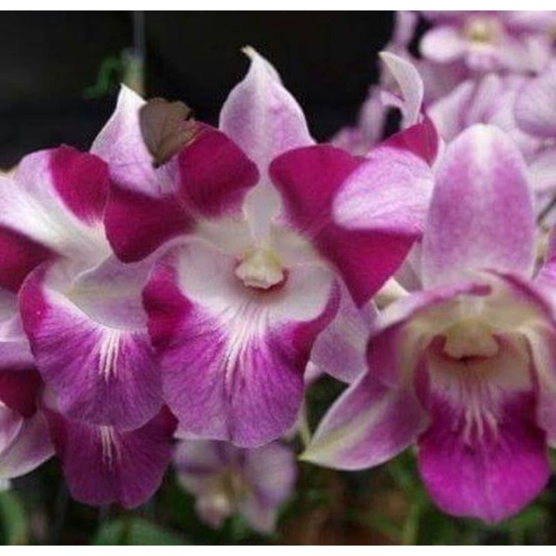 dendrobium king dragon pradewasa