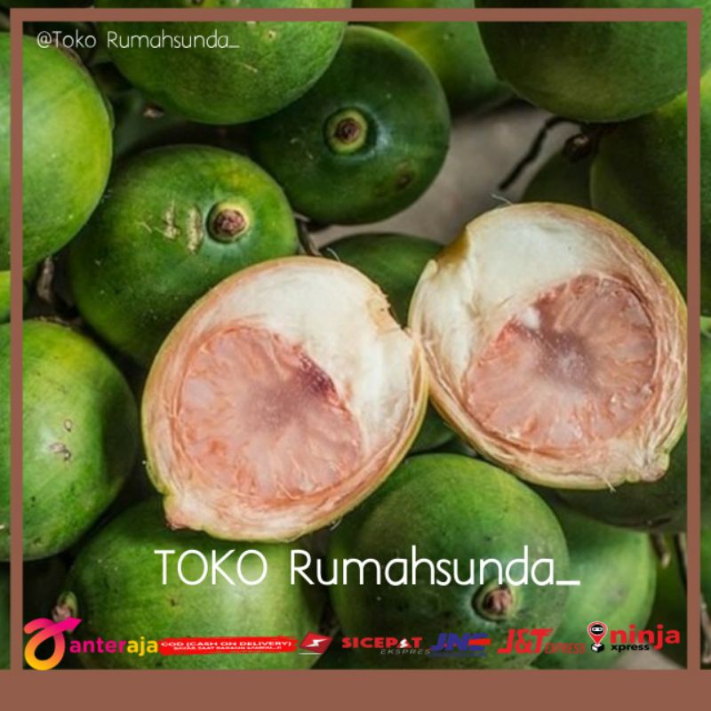 

Buah pinang muda atau buah jambe muda berkualitas 500gram