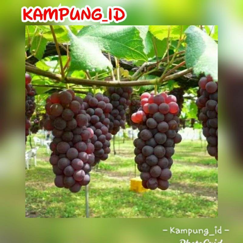 bibit anggur merah import
