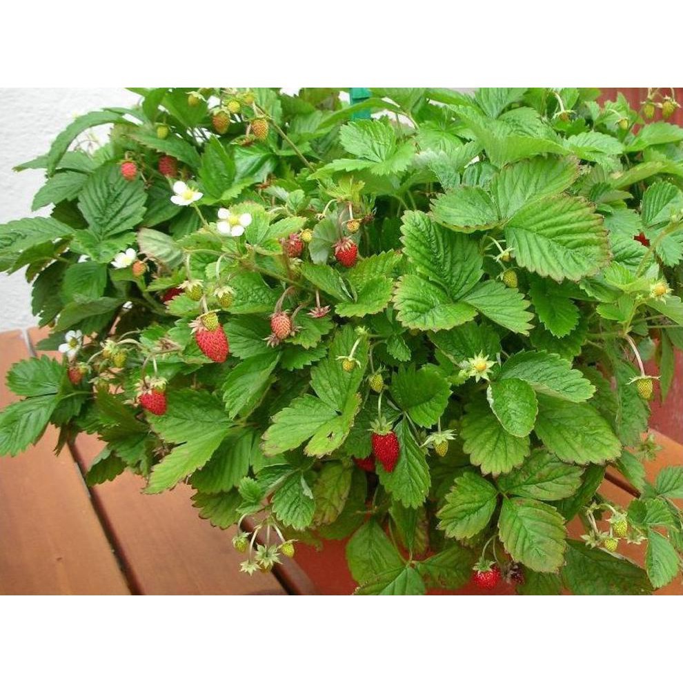 Benih-Bibit Strawberry Alpine Alexandria (Haira Seed)