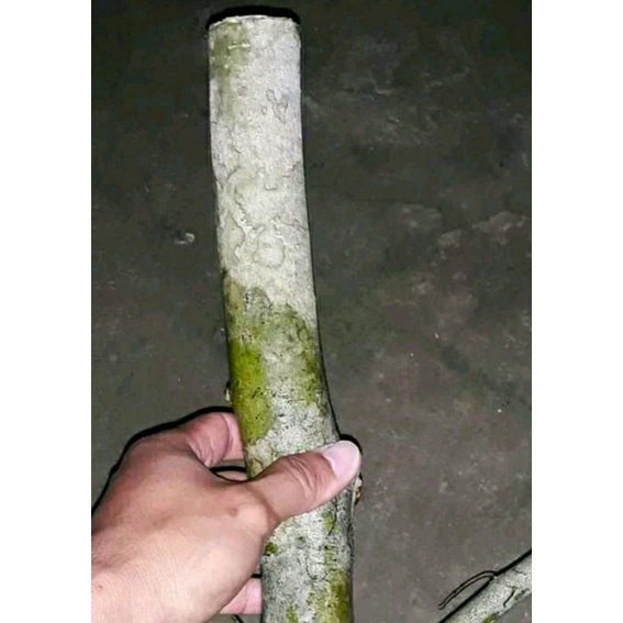 1kg batang stek ampelas putih fresh cutting bahan bonsai