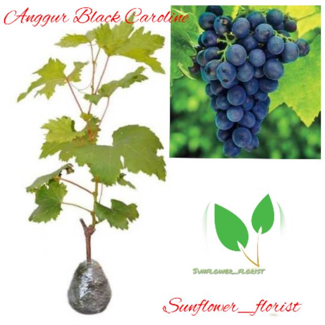 Bibit Buah Anggur Black Caroline Import