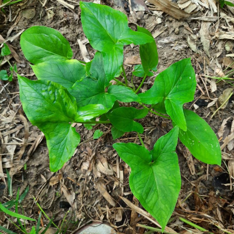 bibit Tanaman Keladi tikus, tanaman keladi tikus, bibit tanaman herbal keladi. ( Typhonium flagellif
