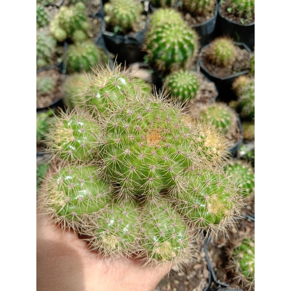 Kaktus sanggul kuning banyak anak/kaktus sanggul kuning beranak/kaktus pasaman